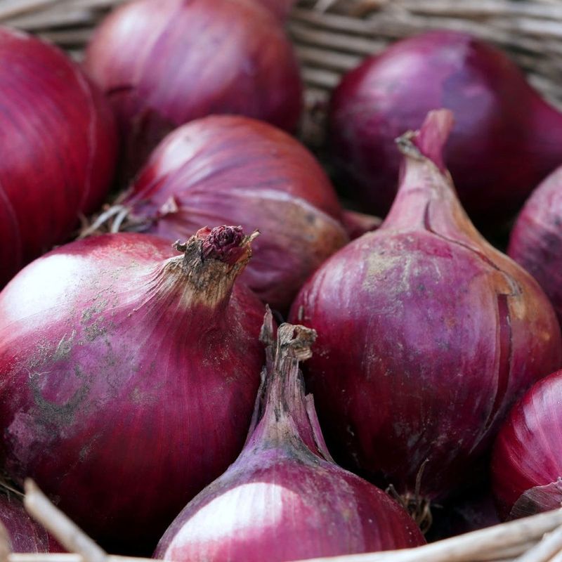 장터 상품 [자색양파즙 100포] 썸네일