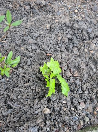 김용대님의 자유주제 · 자유게시판 작성글 사진