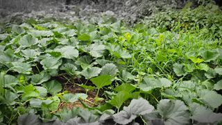 삼례텃밭지기님의 자유주제 · 자유게시판 작성글 사진