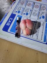 팜모닝 복숭아·자유게시판 게시글 이미지