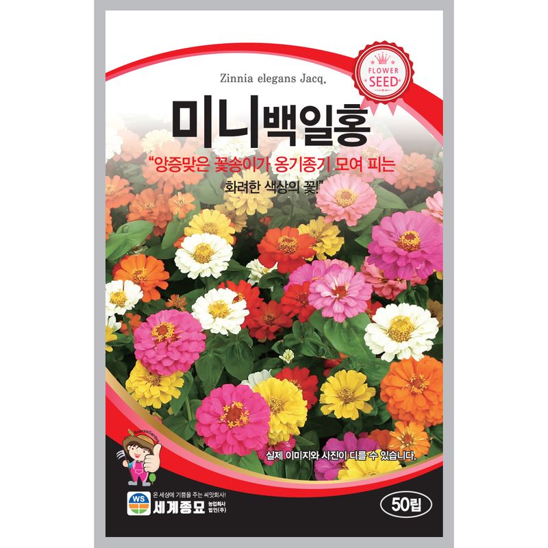 장터 상품 [[세계] 미니백일홍 혼합 50립 백일홍 씨앗 ] 썸네일