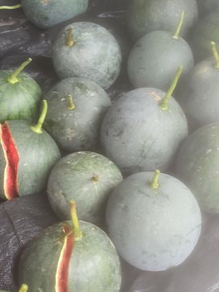 성훈농장님의 농사, 무엇이든 물어보세요! · 참여글 작성글 사진