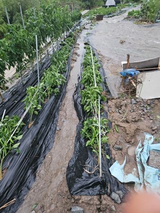 그린님의 🌦 폭우 피해, 농민 분들 괜찮으신가요? 서로 위로의 말 나눠요 🤝 · 참여글 작성글 사진