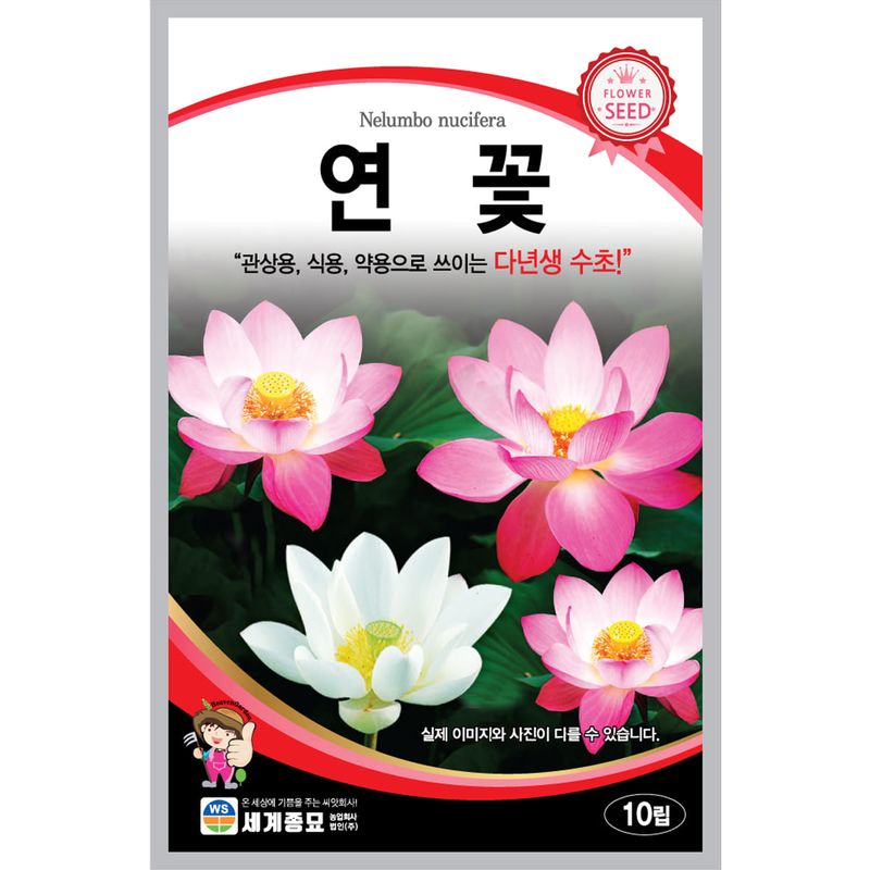 장터 상품 [[세계] 연꽃 10립 수련 연꽃 씨앗] 썸네일