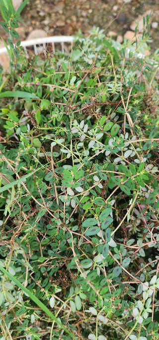 참깨16864님의 자유주제 · 자유게시판 작성글 사진