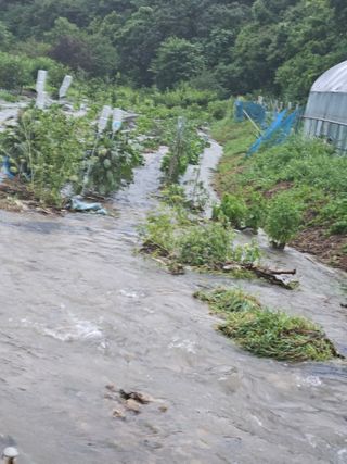 그린님의 🌦 폭우 피해, 농민 분들 괜찮으신가요? 서로 위로의 말 나눠요 🤝 · 참여글 작성글 사진