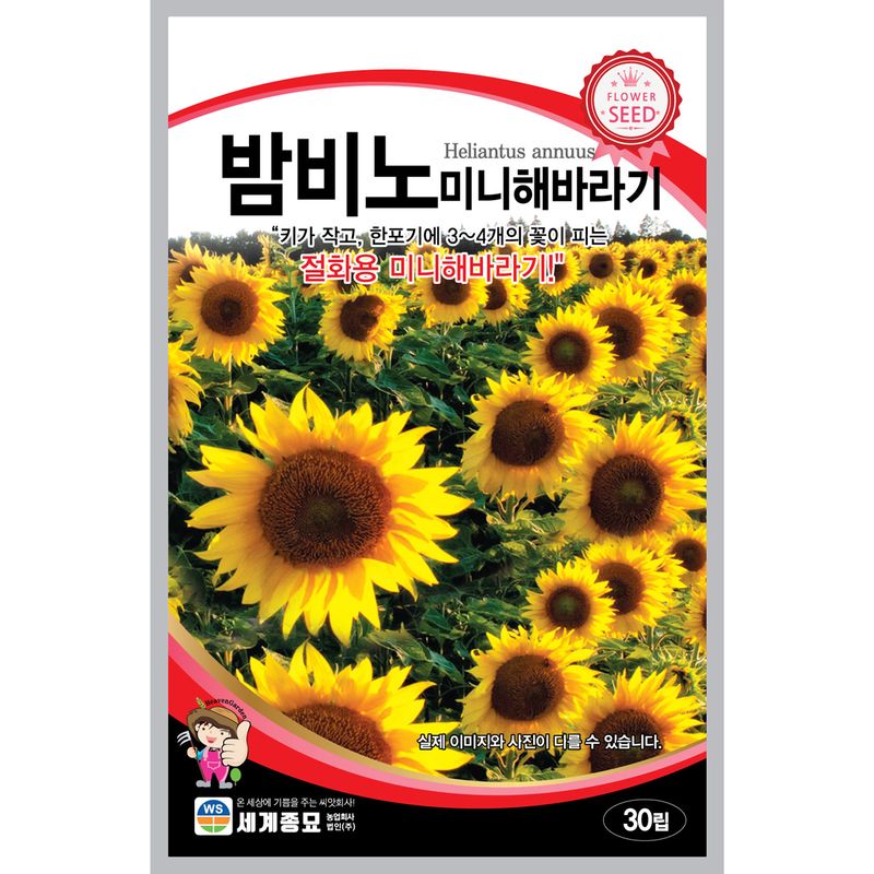 장터 상품 [[세계] 밤비노 미니해바라기 30립 해바라기 씨앗 ] 썸네일