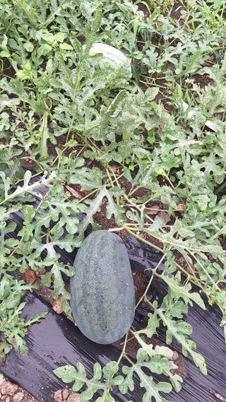 오남현님의 자유주제 · 자유게시판 작성글 사진