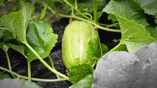 삼례텃밭지기님의 자유주제 · 자유게시판 작성글 사진