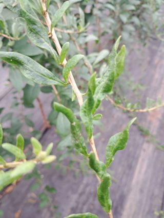 이천순님의 농사, 무엇이든 물어보세요! · 참여글 작성글 사진