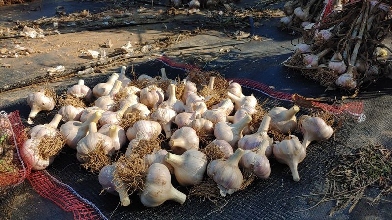 조새힘님의 장터 판매 상품 [25년 태안군 유황 홍산마늘 1세대 종자용 (밭마늘)] 첨부 사진