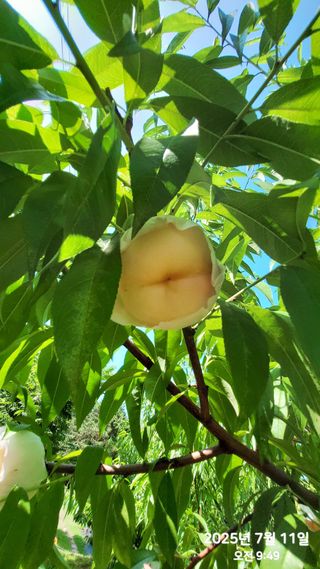 동우농장(김대욱)님의 복숭아 · 자유게시판 작성글 사진