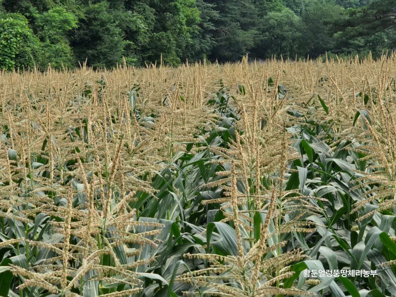 황둔얼렁뚱땅체리농부님의 장터 판매 상품 [강원도 미백찰옥수수] 첨부 사진