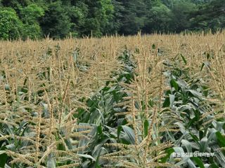황둔얼렁뚱땅체리농부님의 작성글 사진