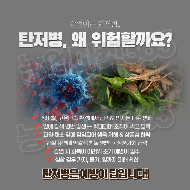 농업마켓365님의 장터 판매 상품 [농업마켓365 탄저솔루션SET 액제 500ml+500ml 식물영양제 비료 무름예방 탄저병 균박멸 작물보호] 첨부 사진