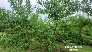 동우농장(김대욱)님의 복숭아 · 자유게시판 작성글 사진