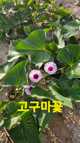 장철식님의 자유주제 · 자유게시판 작성글 사진