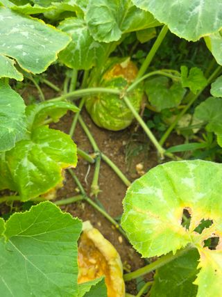 _고성농장님의 자유주제 · 자유게시판 작성글 사진