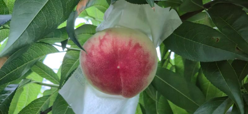 달맛햇복숭아농원님의 장터 판매 상품 [[판매종료]딱따기복숭아 4kg (GAP인증 우수농산물)] 첨부 사진