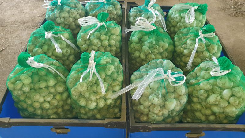 최진관님의 장터 판매 상품 [(판매완료)코끼리마늘 10kg] 첨부 사진