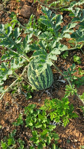 장철식님의 자유주제 · 자유게시판 작성글 사진