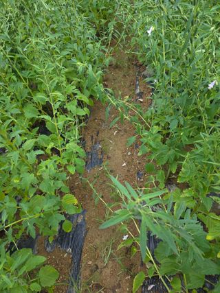 _고성농장님의 자유주제 · 자유게시판 작성글 사진