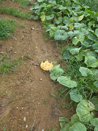 _고성농장님의 자유주제 · 자유게시판 작성글 사진