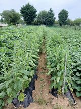 팜모닝 자유주제·자유게시판 게시글 이미지