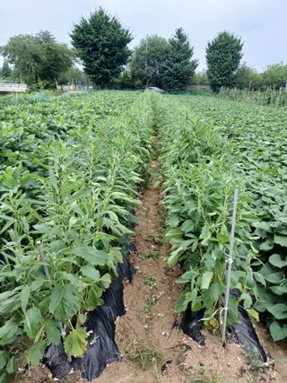 호박16023님의 자유주제 · 자유게시판 작성글 사진