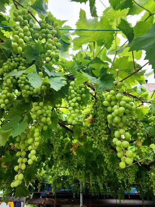 안길원님의 자유주제 · 자유게시판 작성글 사진