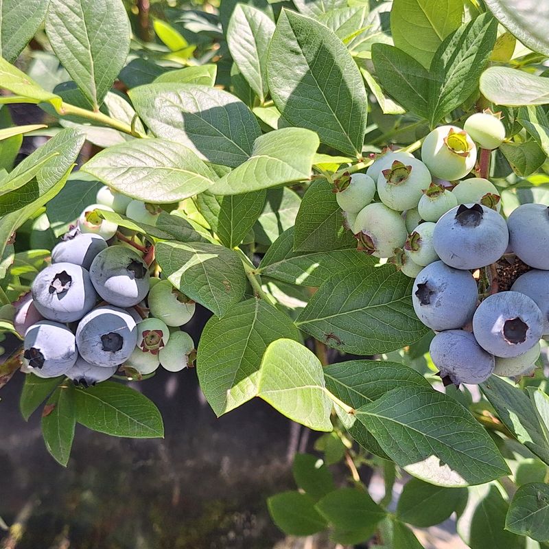 하동베리굿베리팜님의 장터 판매 상품 [국내산 생과16,17mm만생종 블루베리 특대과1kg] 첨부 사진