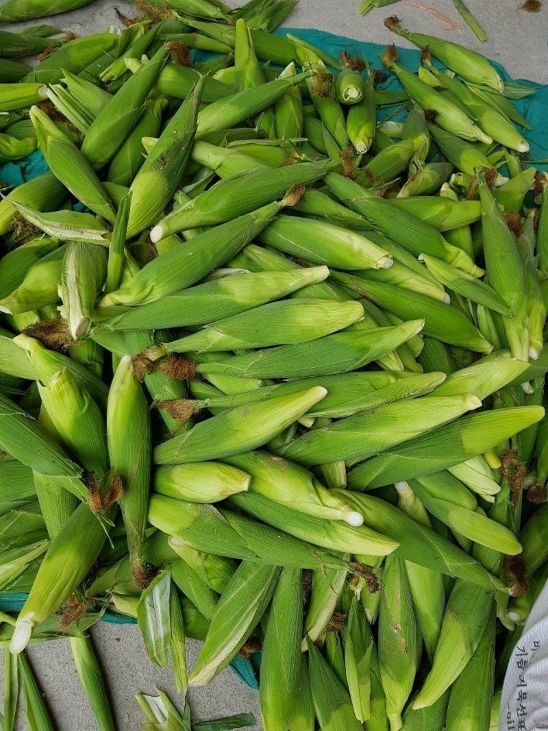 황둔얼렁뚱땅체리농부님의 장터 판매 상품 [강원도 미백찰옥수수] 첨부 사진