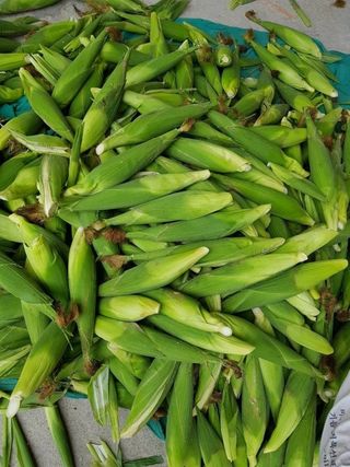 황둔얼렁뚱땅체리농부님의 작성글 사진