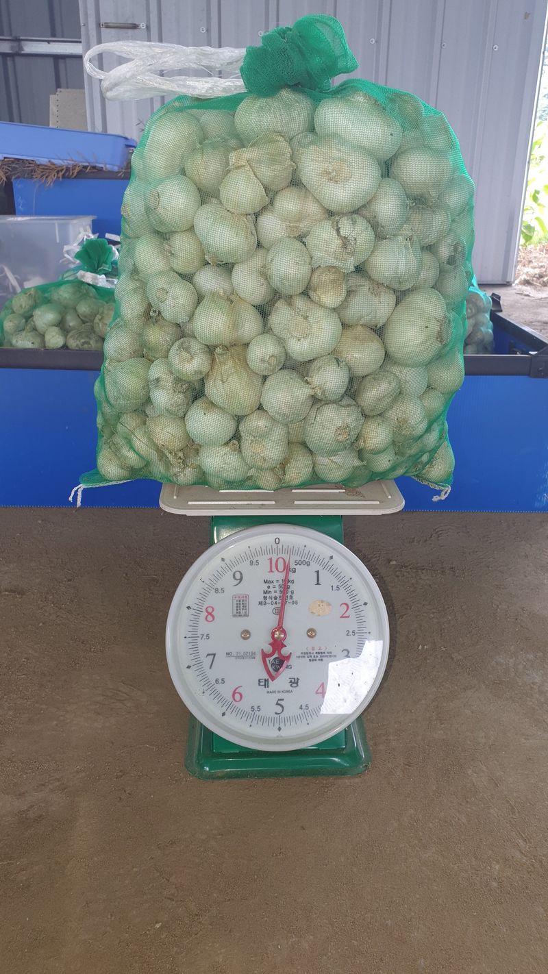 최진관님의 장터 판매 상품 [(판매완료)코끼리마늘 10kg] 첨부 사진