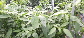 김영문님의 자유주제 · 자유게시판 작성글 사진