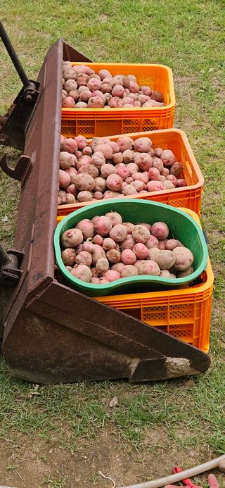 힐스님의 농사, 무엇이든 물어보세요! · 참여글 작성글 사진
