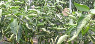 김영문님의 자유주제 · 자유게시판 작성글 사진