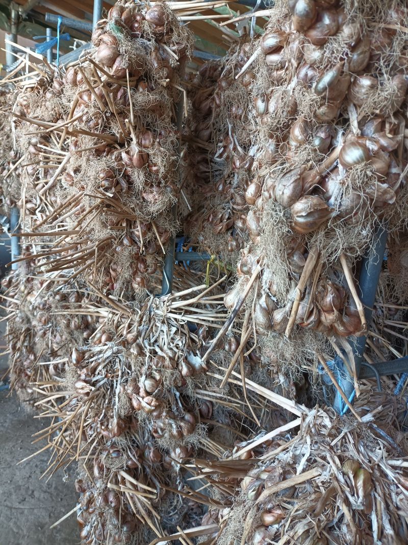 꽃봉산님의 장터 판매 상품 [예천 쪽파 종구15kg기준] 첨부 사진