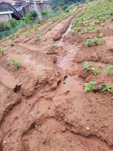 팜모닝 자유주제·자유게시판 게시글 이미지