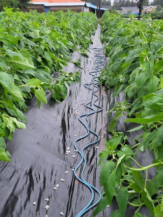 김종옥님의 자유주제 · 자유게시판 작성글 사진