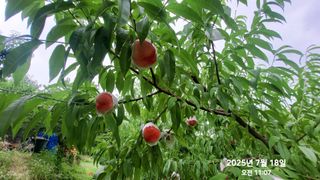 동우농장(김대욱)님의 복숭아 · 자유게시판 작성글 사진