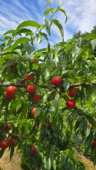 윤분술님의 자유주제 · 자유게시판 작성글 사진