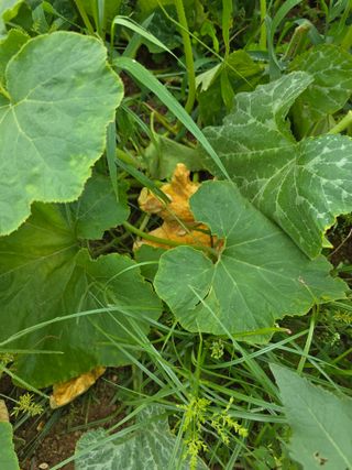 _고성농장님의 자유주제 · 자유게시판 작성글 사진