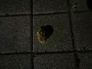 조정분(사랑이엄마)님의 자유주제 · 자유게시판 작성글 사진