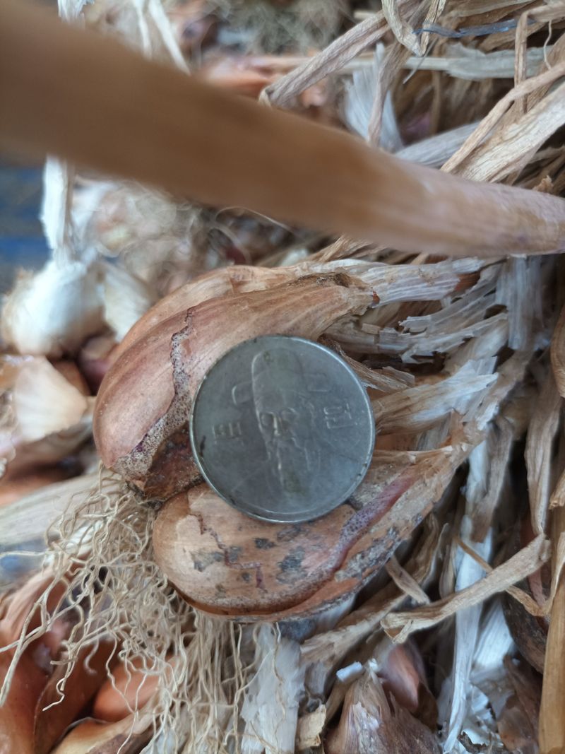 꽃봉산님의 장터 판매 상품 [예천 쪽파 종구15kg기준] 첨부 사진