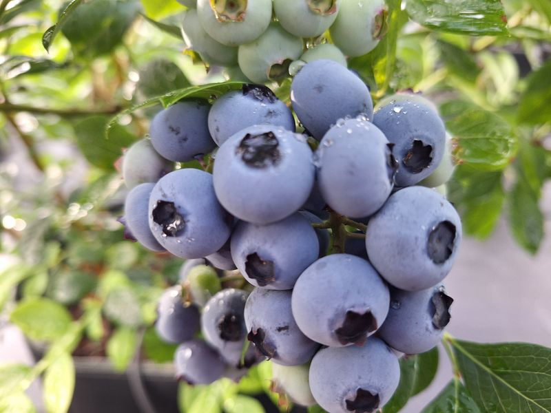 하동베리굿베리팜님의 장터 판매 상품 [국내산 생과16,17mm만생종 블루베리 특대과1kg] 첨부 사진