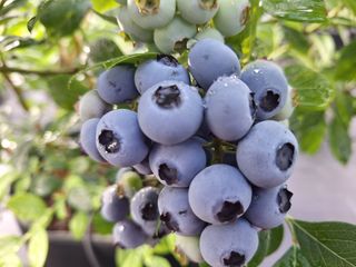 하동베리굿베리팜님의 작성글 사진