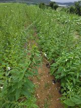 팜모닝 자유주제·자유게시판 게시글 이미지