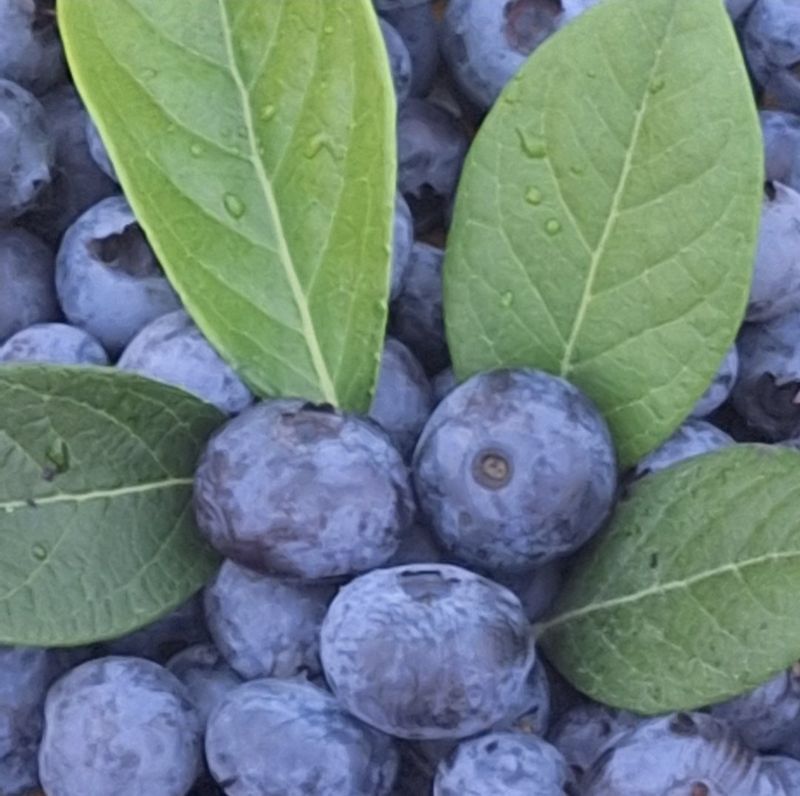 하동베리굿베리팜님의 장터 판매 상품 [국내산 생과16,17mm만생종 블루베리 특대과1kg] 첨부 사진