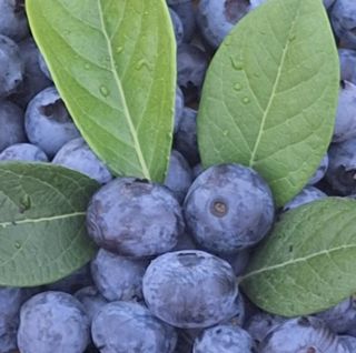 하동베리굿베리팜님의 작성글 사진